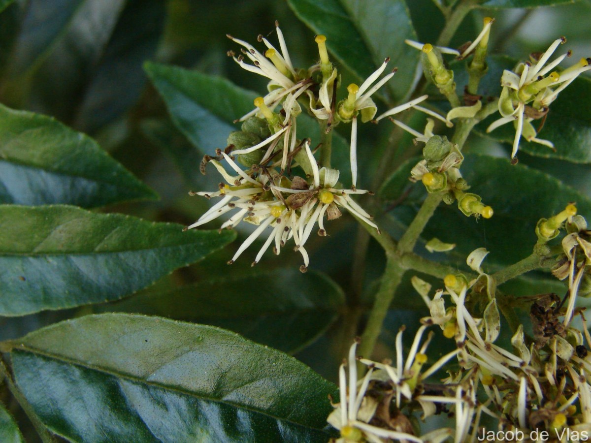 Micromelum minutum (G.Forst.) Wight & Arn.